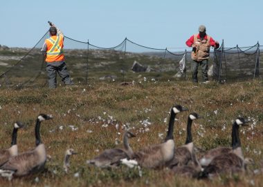 Capture of short-necked geese during their molt in the Puvirnituk area by Canadian Wildlife Service biologists.